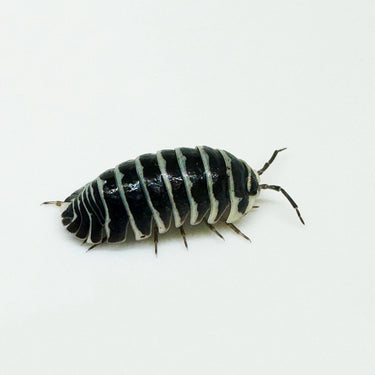 Armadillidium Maculatum
